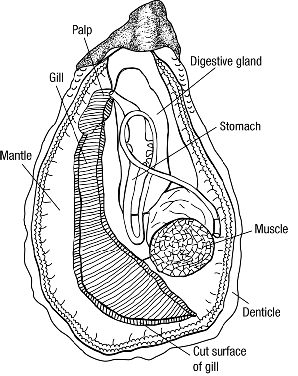 OysterAnatomy.jpg