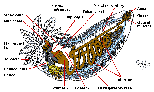 SeaCucumberAnatomy.gif