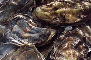 oysters-live-in-shell.jpg