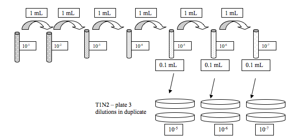 vt dilution.png