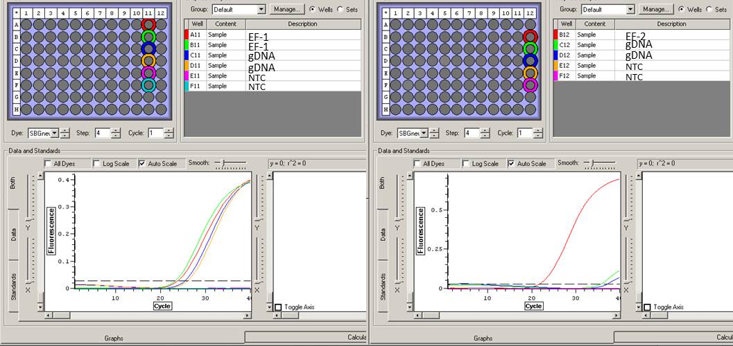 EF1a_qPCR_12.20.12.jpg