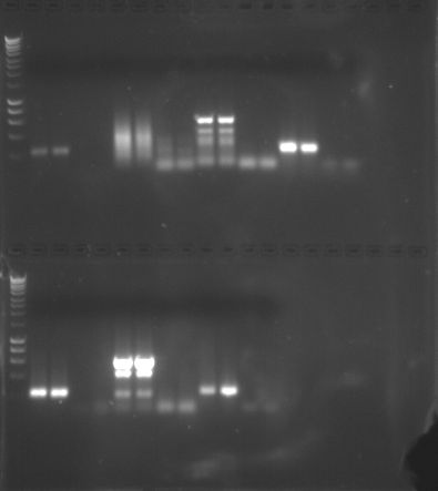 Gel1_PCR_FISH441F10.jpg