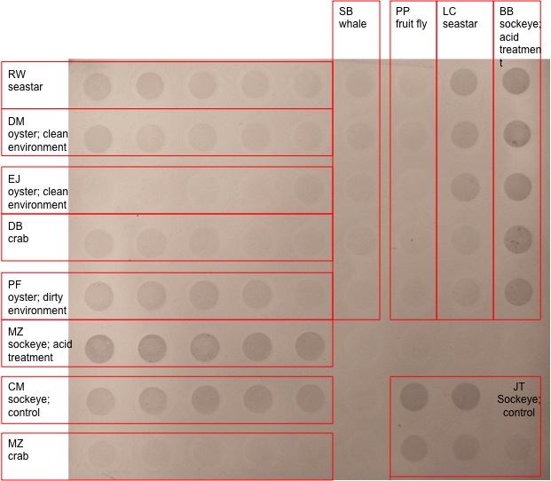 MeDotBlot_FISH441_F10_LABLED.jpg