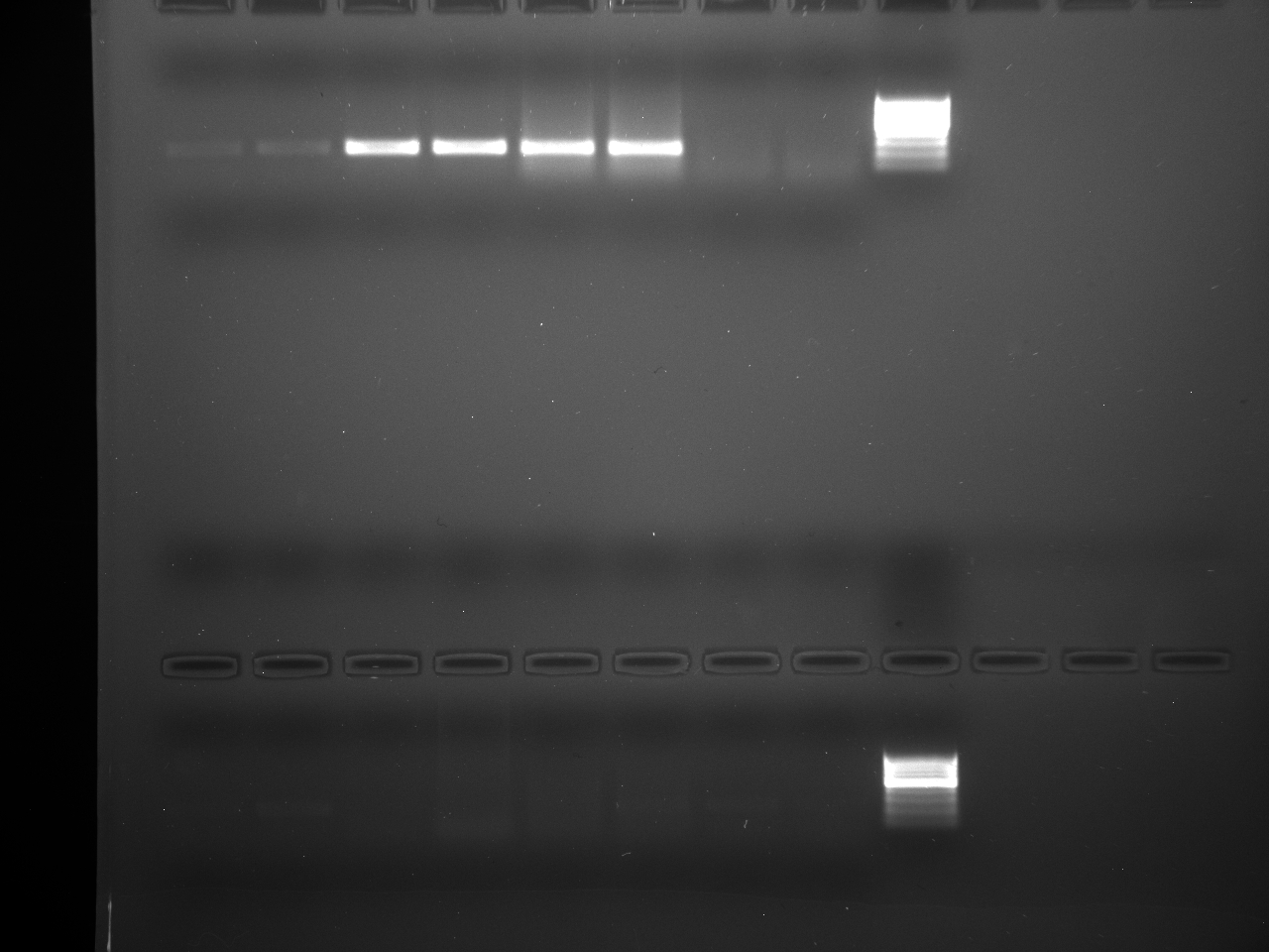 PCR-olyprimersrun2-gel1dark.jpg