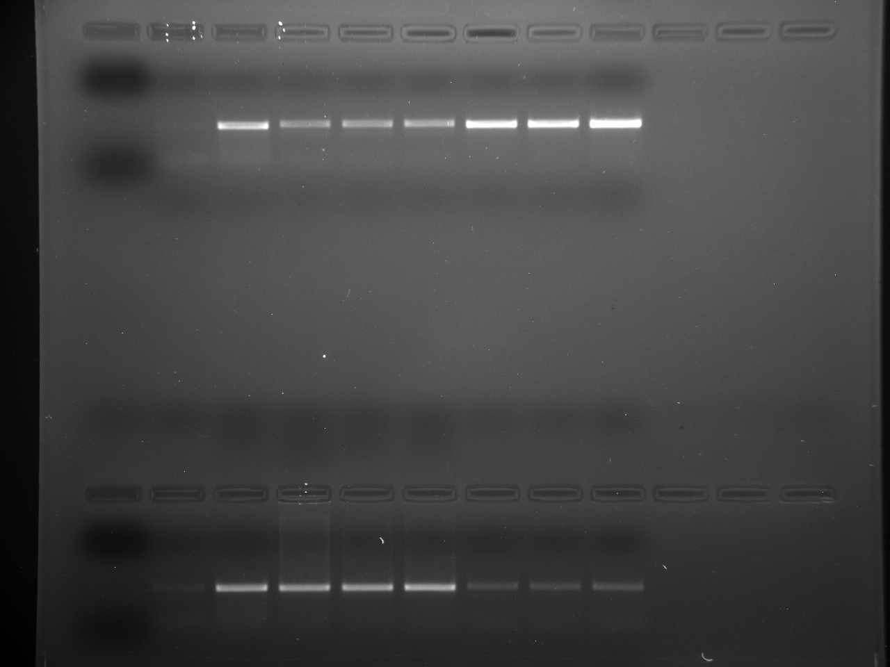 PCR_Pg_1-2-6-15_8-3-15.jpg