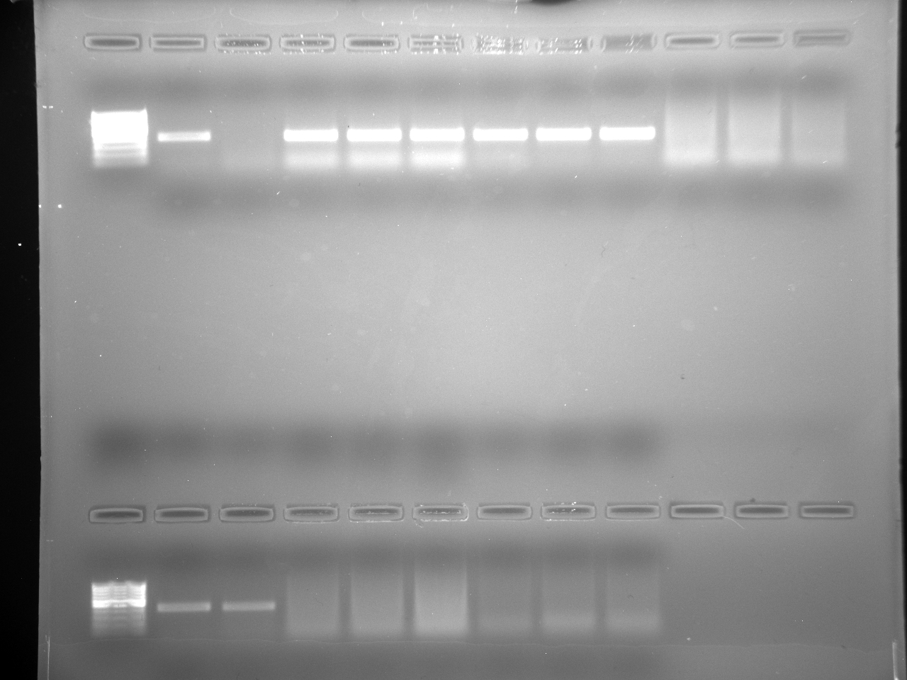 PCR_Pg_23-24-26-27-29_7-29-15.jpg