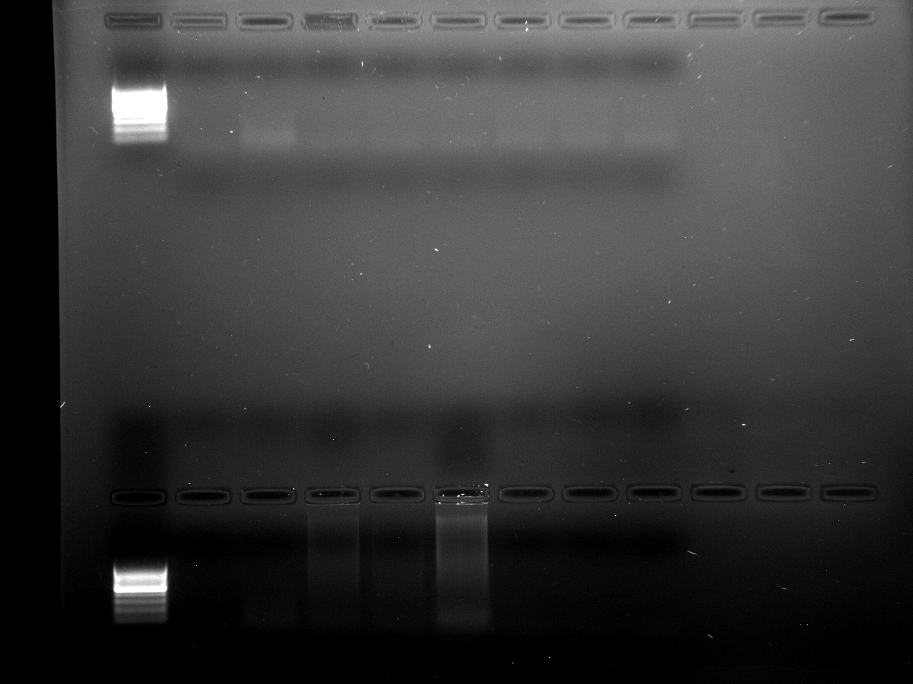 PCR_Pg_Annealing65_1,2,6,15_8-7-15.jpg