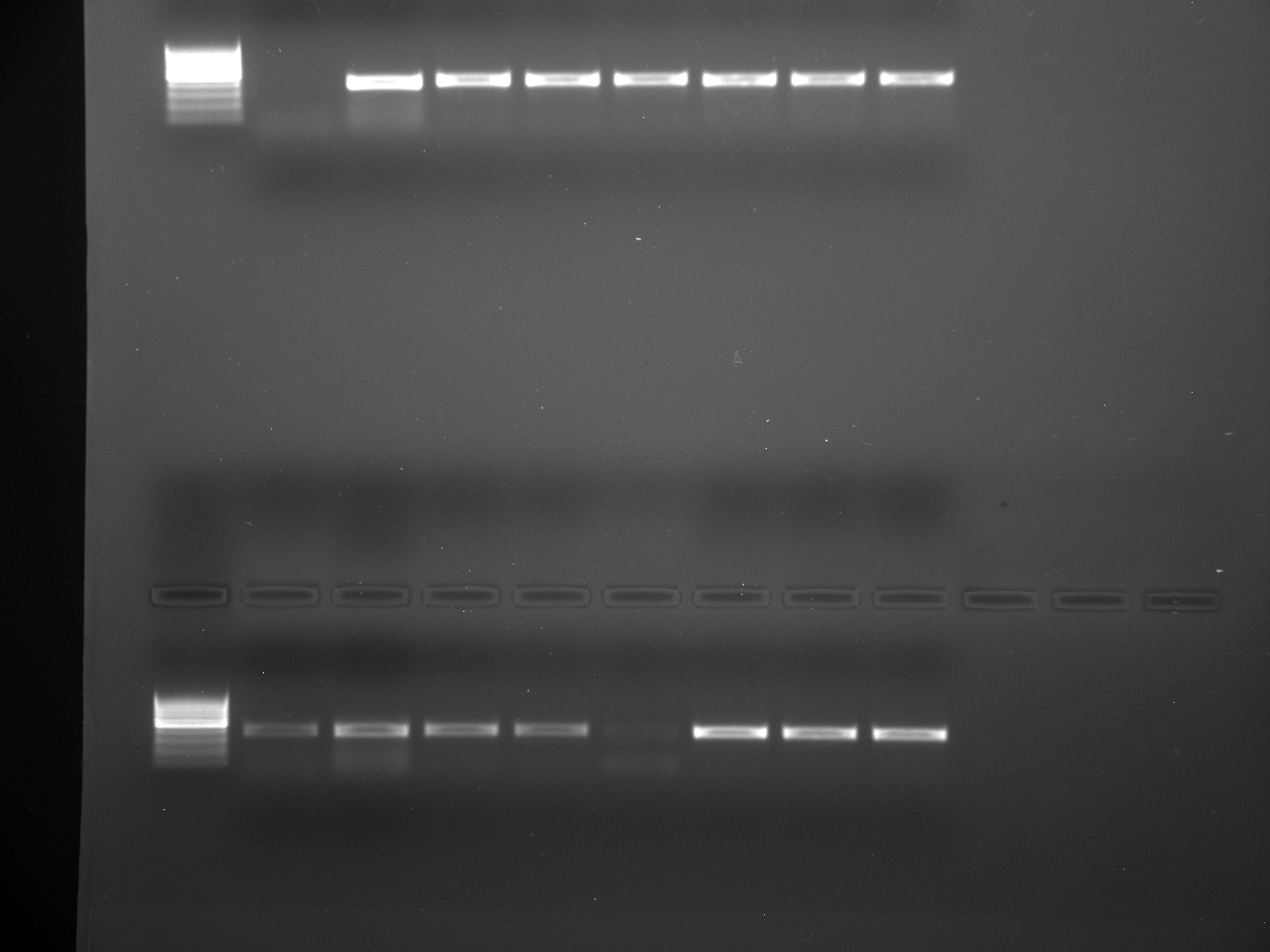 PCR_Test_1-2-4-6_7-28-15.jpg