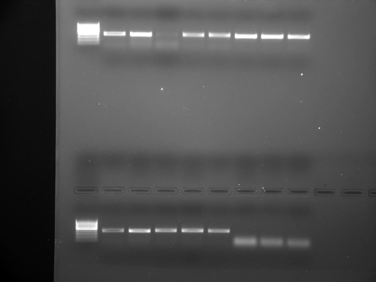 PCR_Test_7-8-12-13_7-28-15.jpg