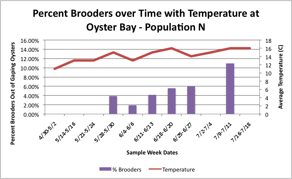 PercBrooderswithTatOysterPopN.png