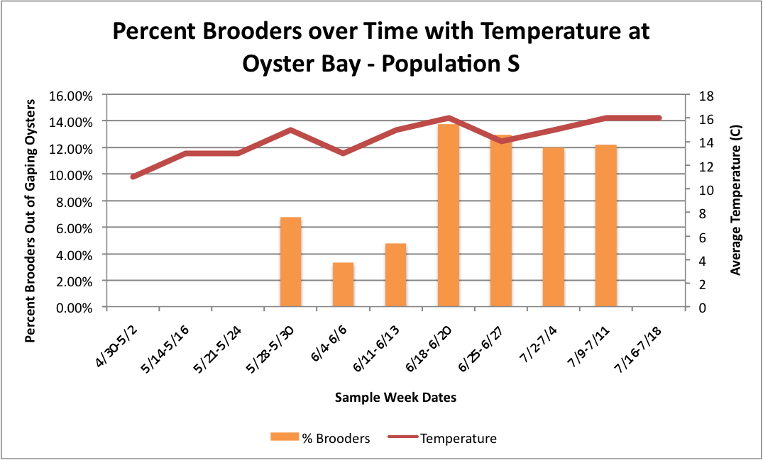 PercBrooderswithTatOysterPopS.png