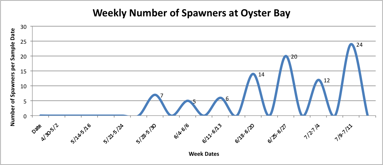 UpDownGraphofSpawnersperSiteperweekOYSTER.png