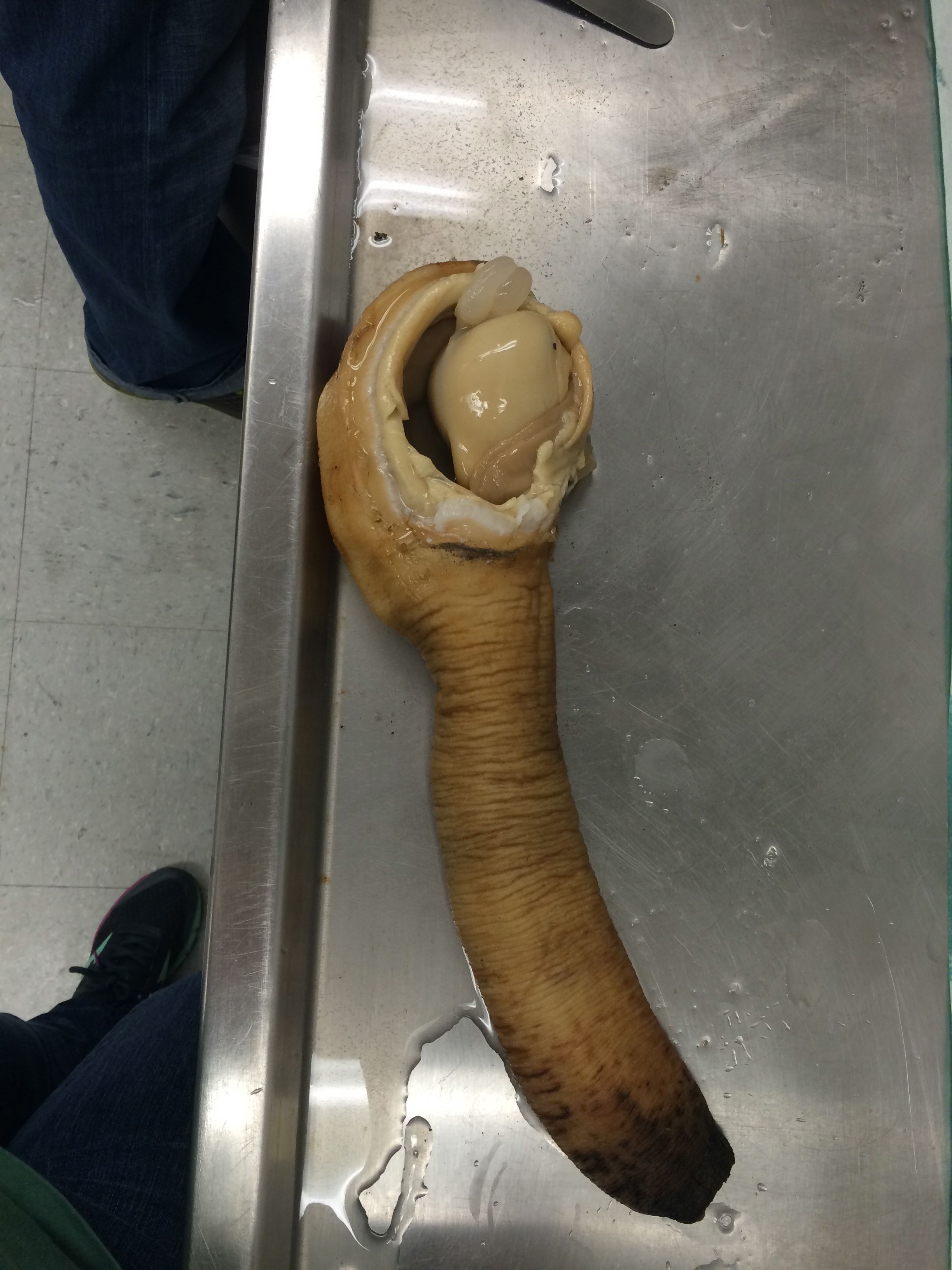 dissected_geoduck.jpg