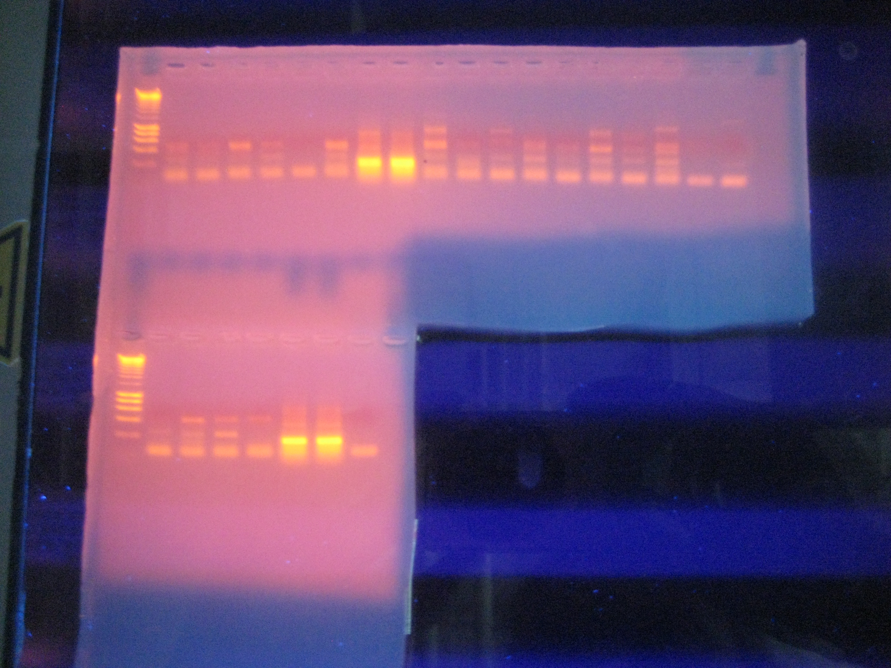 pcr_gel.jpg